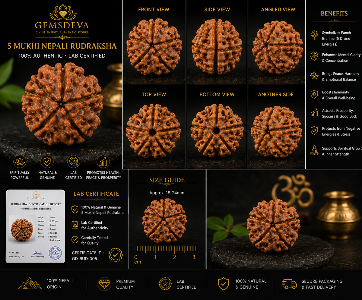5 Mukhi Rudraksha (Panch Mukhi) - Natural Nepali | Lab Certified