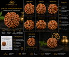 5 Mukhi Rudraksha (Panch Mukhi) - Natural Nepali | Lab Certified