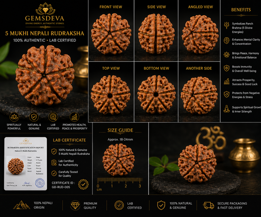 5 Mukhi Rudraksha (Panch Mukhi) - Natural Nepali | Lab Certified
