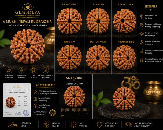 6 Mukhi Rudraksha (Chhe Mukhi) - Natural Nepali | Lab Certified
