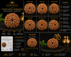 7 Mukhi Rudraksha (Saat Mukhi) - Natural Nepali | Lab Certified