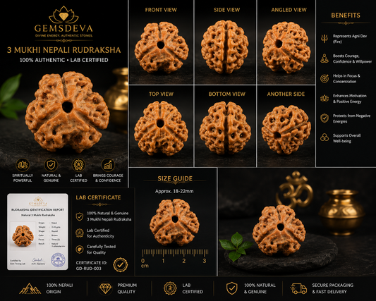 3 Mukhi Rudraksha (Teen Mukhi) - Natural Nepali | Lab Certified