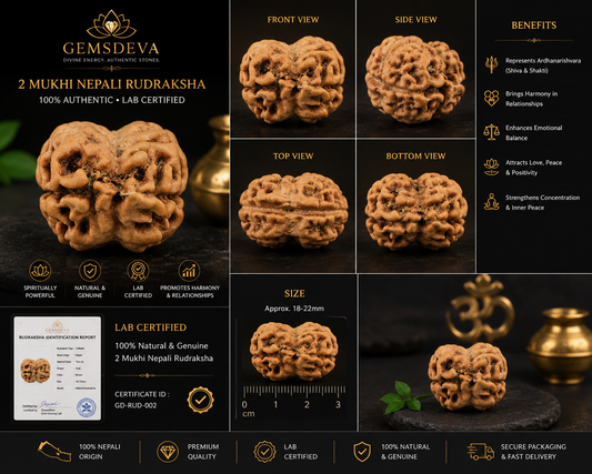 2 Mukhi Rudraksha (Do Mukhi) - Natural Nepali | Lab Certified