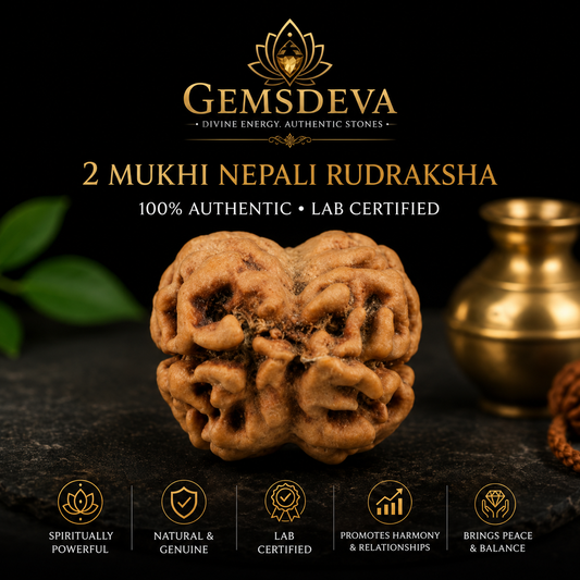 2 Mukhi Rudraksha (Do Mukhi) - Natural Nepali | Lab Certified