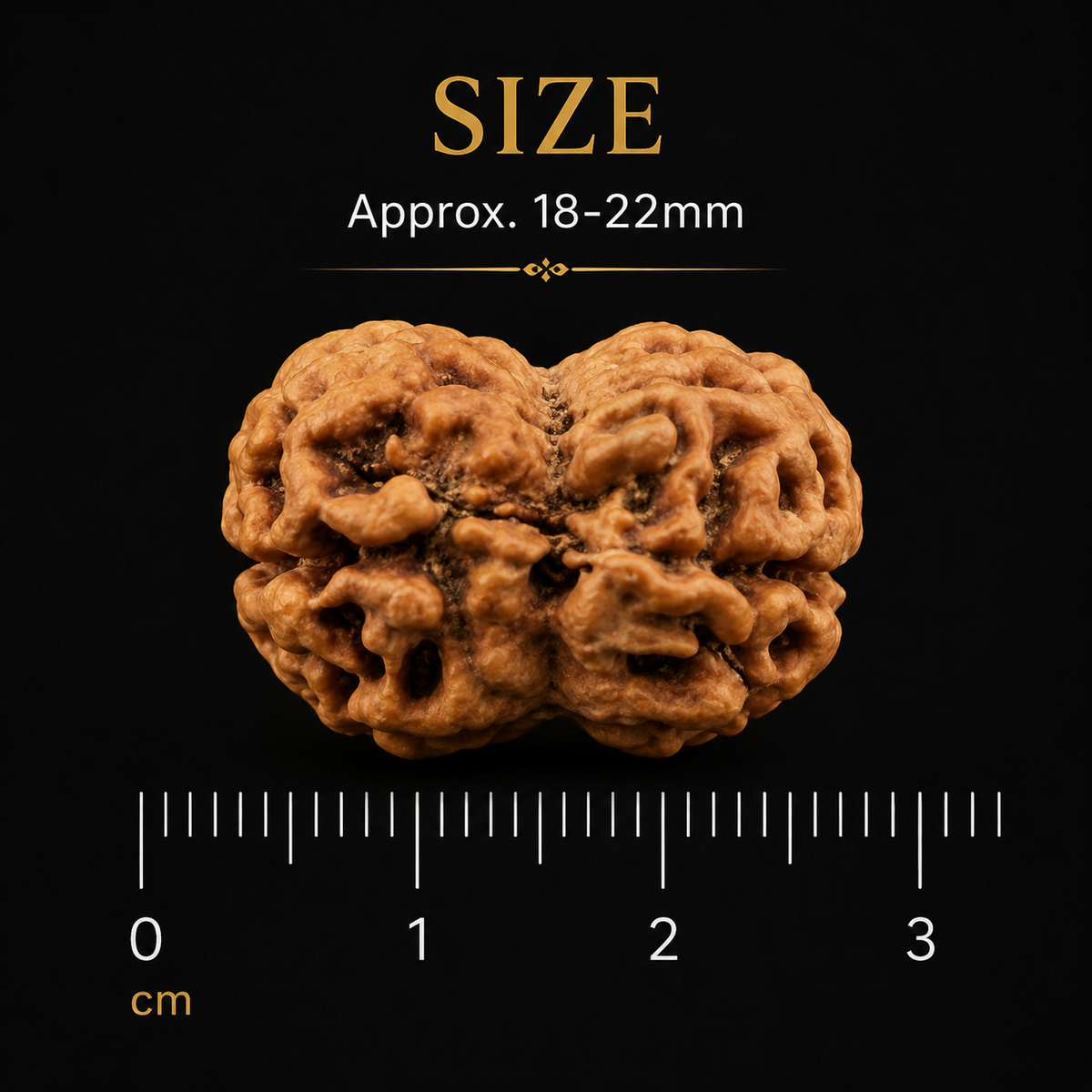 2 Mukhi Rudraksha (Do Mukhi) - Natural Nepali | Lab Certified