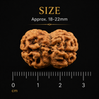 2 Mukhi Rudraksha (Do Mukhi) - Natural Nepali | Lab Certified