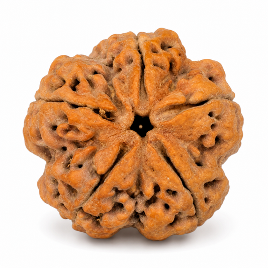 5 Mukhi Rudraksha (Panch Mukhi) - Natural Nepali | Lab Certified