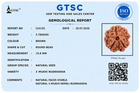 5 Mukhi Rudraksha (Panch Mukhi) - Natural Nepali | Lab Certified