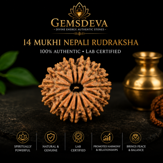 14 Mukhi Rudraksha (Chaudah Mukhi) – Natural Nepali