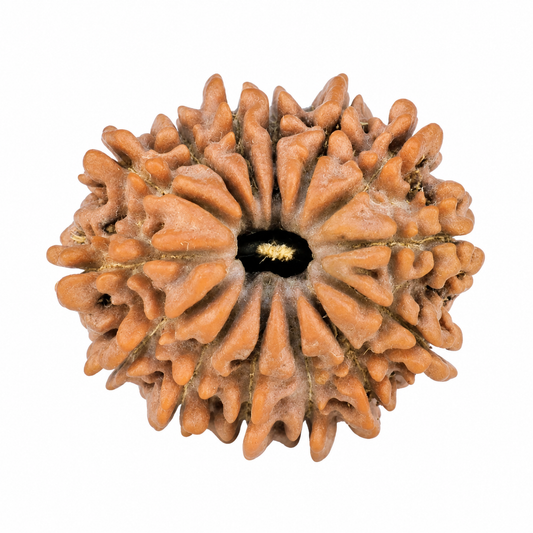 14 Mukhi Rudraksha (Chaudah Mukhi) – Natural Nepali