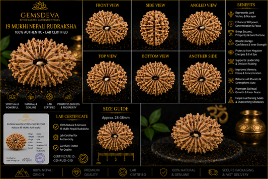 19 Mukhi Rudraksha (Unnis Mukhi) – Natural Nepali
