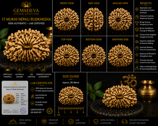 17 Mukhi Rudraksha (Satrah Mukhi) – Natural Nepali