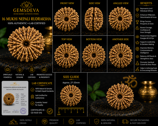 16 Mukhi Rudraksha (Solah Mukhi) – Natural Nepali