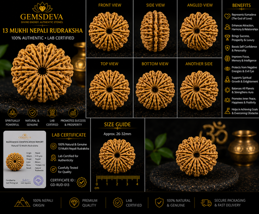 13 Mukhi Rudraksha (Terah Mukhi) – Natural Nepali