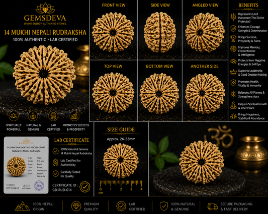 14 Mukhi Rudraksha (Chaudah Mukhi) – Natural Nepali