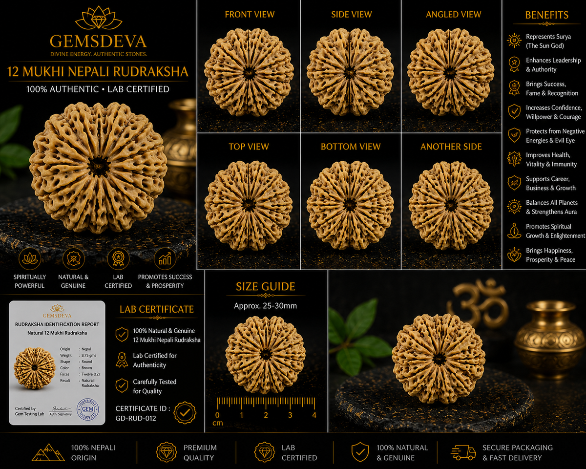 12 Mukhi Rudraksha (Barah Mukhi) – Natural Nepali
