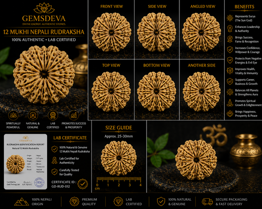 12 Mukhi Rudraksha (Barah Mukhi) – Natural Nepali