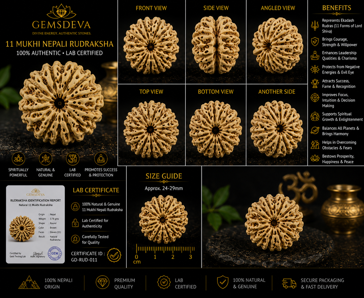 11 Mukhi Rudraksha (Gyarah Mukhi) – Natural Nepali