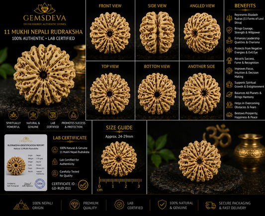 11 Mukhi Rudraksha (Gyarah Mukhi) – Natural Nepali