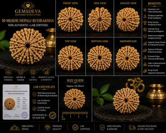 10 Mukhi Rudraksha (Das Mukhi) – Natural Nepali