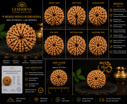 9 Mukhi Rudraksha (Nau Mukhi) – Natural Nepali