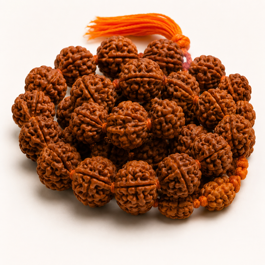 5 Mukhi Rudraksha