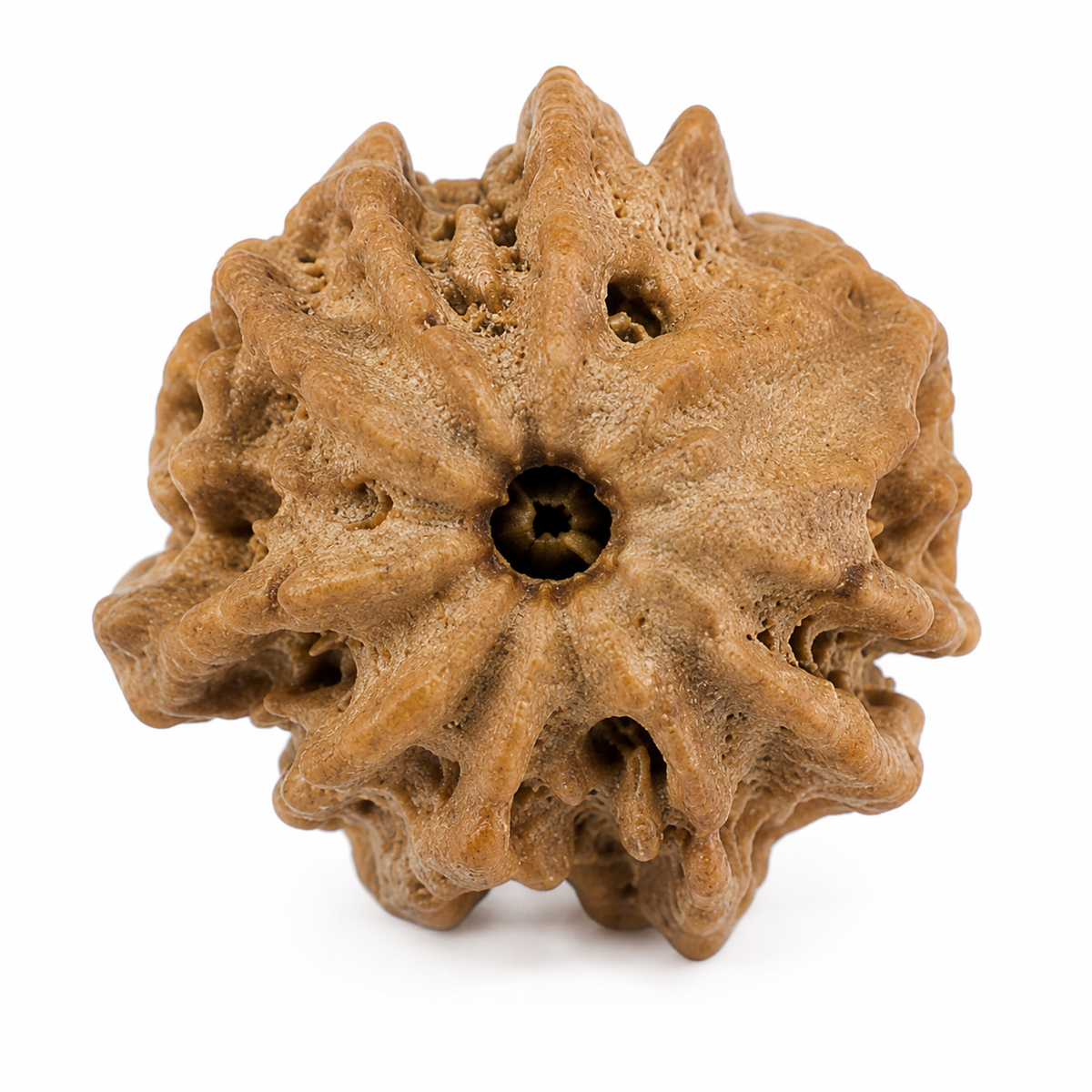 2 Mukhi Rudraksha (Do Mukhi) - Natural Nepali | Lab Certified