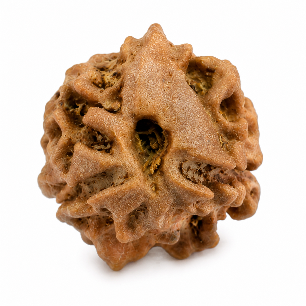 2 Mukhi Rudraksha (Do Mukhi) - Natural Nepali | Lab Certified