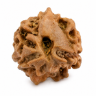 2 Mukhi Rudraksha (Do Mukhi) - Natural Nepali | Lab Certified