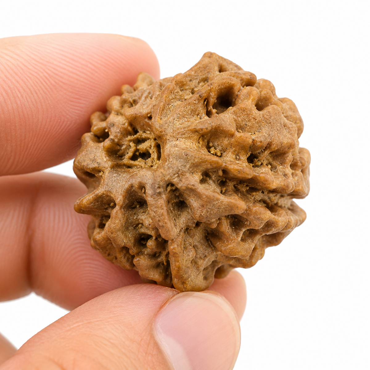 2 Mukhi Rudraksha (Do Mukhi) - Natural Nepali | Lab Certified