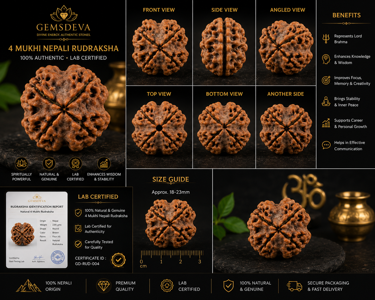 4 Mukhi Rudraksha (Char Mukhi) - Natural Nepali | Lab Certified