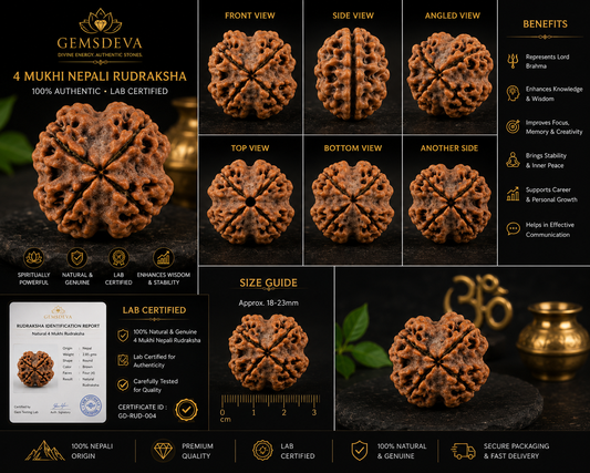 4 Mukhi Rudraksha (Char Mukhi) - Natural Nepali | Lab Certified