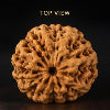 1 Mukhi Rudraksha (Ek Mukhi) - Natural Nepali | Lab Certified