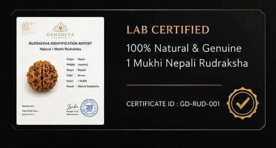 1 Mukhi Rudraksha (Ek Mukhi) - Natural Nepali | Lab Certified