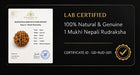 1 Mukhi Rudraksha (Ek Mukhi) - Natural Nepali | Lab Certified