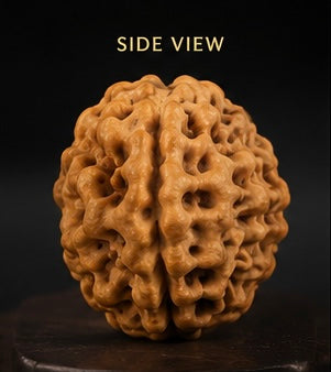 1 Mukhi Rudraksha (Ek Mukhi) - Natural Nepali | Lab Certified