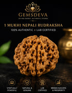 1 Mukhi Rudraksha (Ek Mukhi) - Natural Nepali | Lab Certified