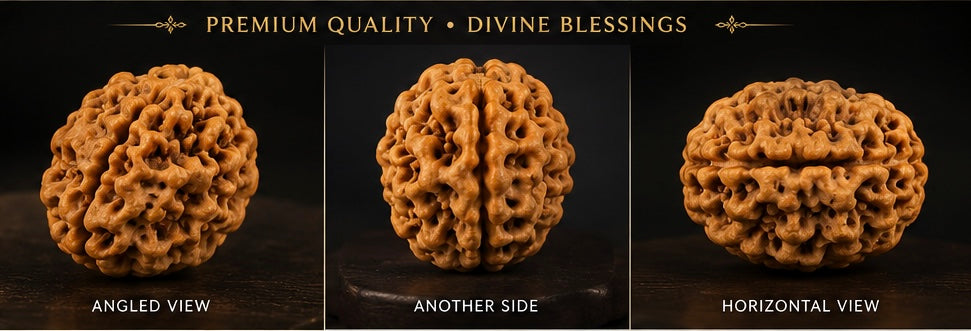 1 Mukhi Rudraksha (Ek Mukhi) - Natural Nepali | Lab Certified