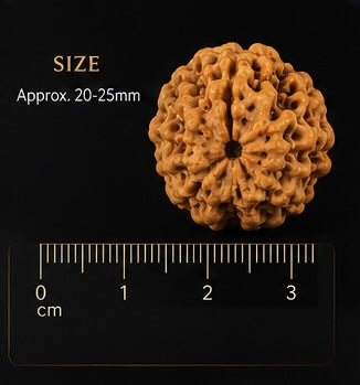 1 Mukhi Rudraksha (Ek Mukhi) - Natural Nepali | Lab Certified