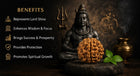 1 Mukhi Rudraksha (Ek Mukhi) - Natural Nepali | Lab Certified