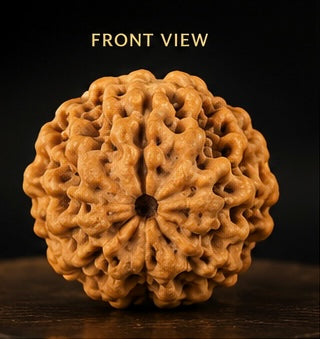 1 Mukhi Rudraksha (Ek Mukhi) - Natural Nepali | Lab Certified