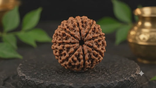 7 Mukhi Rudraksha (Saat Mukhi) - Natural Nepali | Lab Certified